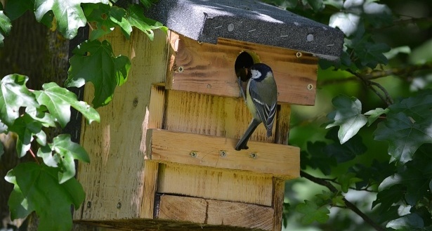 Mésange charbonnière à son nichoir